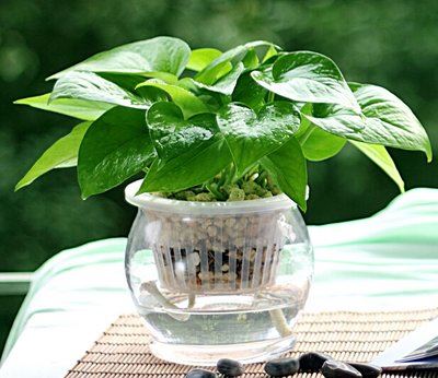 Tại sao bông hoa xanh bắt chước lại dễ chịu như vậy